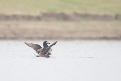 Long-tailed Duck / IJseend