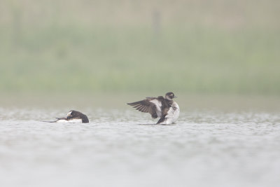 Long-tailed Duck / IJseend