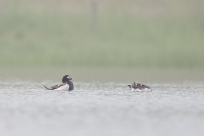 Long-tailed Duck / IJseend