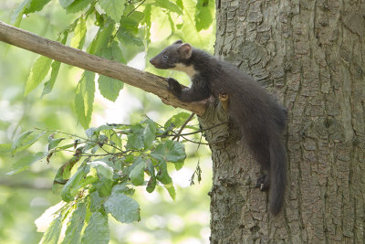 Pine Marten / Boommarter