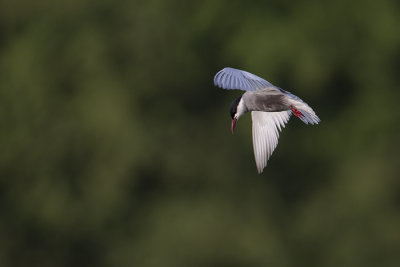 Whiskered Tern / Witwangstern