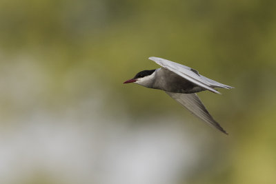 Whiskered Tern / Witwangstern