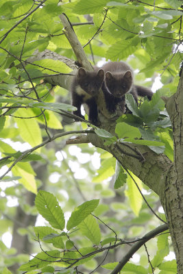 Pine Marten / Boommarter