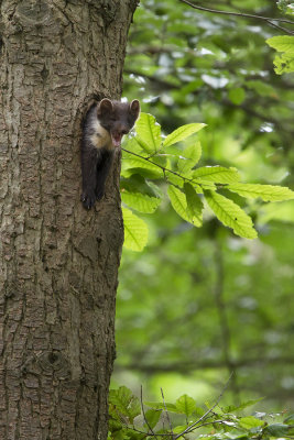 Pine Marten / Boommarter