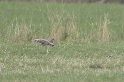 Eurasian Stone-curlew / Griel