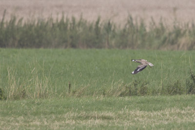 Eurasian Stone-curlew / Griel