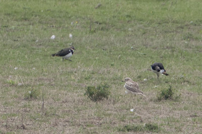 Eurasian Stone-curlew / Griel