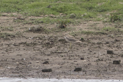 Eurasian Stone-curlew / Griel