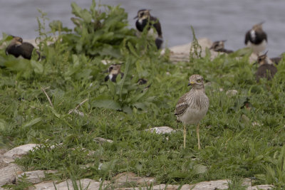 Eurasian Stone-curlew / Griel