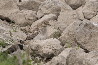 Eurasian Stone-curlew / Griel