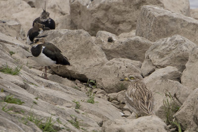 Eurasian Stone-curlew / Griel