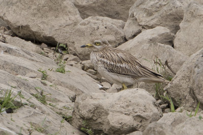 Eurasian Stone-curlew / Griel