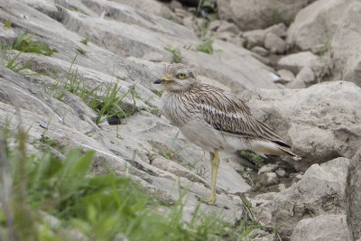 Eurasian Stone-curlew / Griel