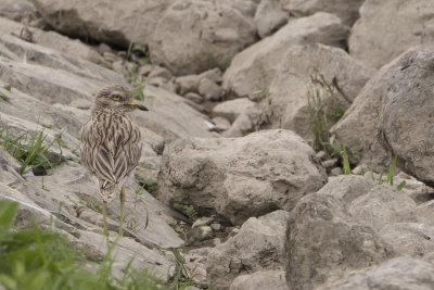 Eurasian Stone-curlew / Griel