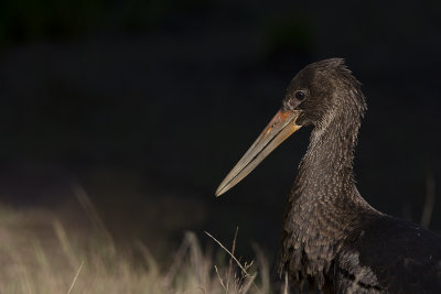 Black Stork / Zwarte Ooievaar