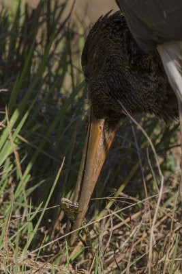 Black Stork / Zwarte Ooievaar