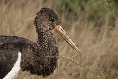 Black Stork / Zwarte Ooievaar