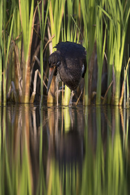 Black Stork / Zwarte Ooievaar