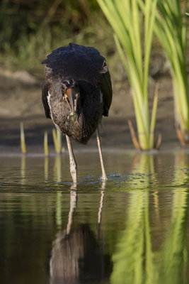 Black Stork / Zwarte Ooievaar
