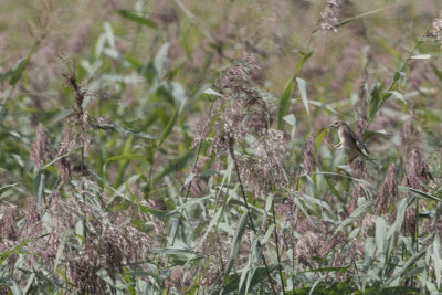 Black-headed Bunting / Zwartkopgors
