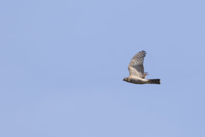 Eurasian Sparrowhawk / Sperwer