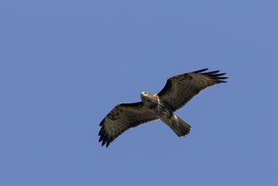 Common Buzzard / Buizerd