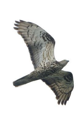 European Honey Buzzard / Wespendief