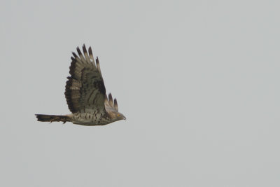 European Honey Buzzard / Wespendief