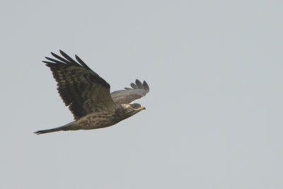 European Honey Buzzard / Wespendief