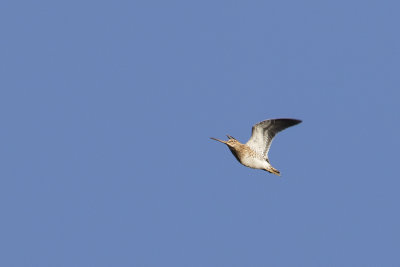 Common Snipe / Watersnip