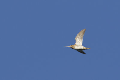 Common Snipe / Watersnip