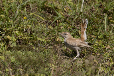 Rufous-tailed Scrub Robin / Rosse Waaierstaart