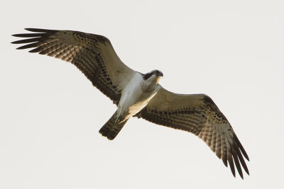 Osprey / Visarend
