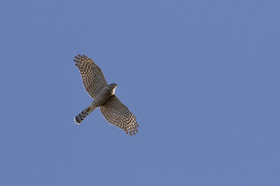 Eurasian Sparrowhawk / Sperwer