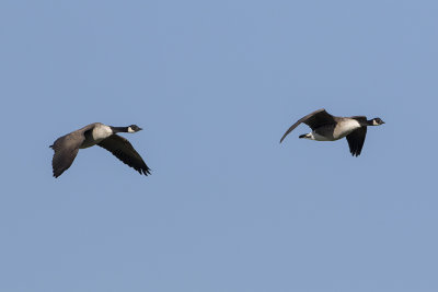 Canada Goose / Grote Canadese Gans