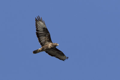 Common Buzzard / Buizerd