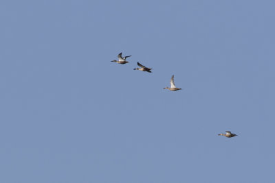 Northern Shoveler / Slobeend