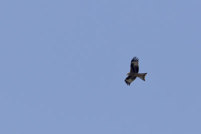 Red Kite / Rode Wouw