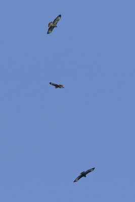 Common Buzzard / Buizerd