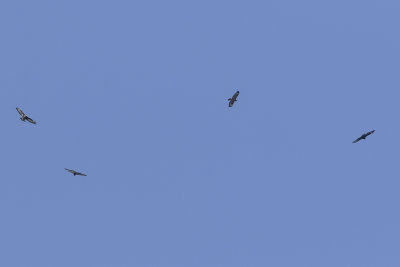 Common Buzzard / Buizerd