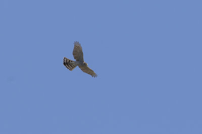 Eurasian Sparrowhawk / Sperwer