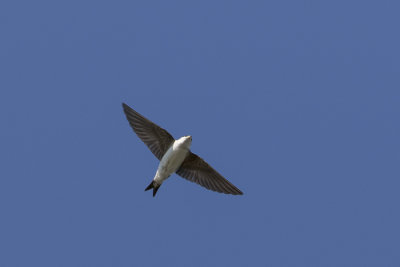 Common House Martin / Huiszwaluw