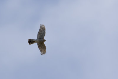 Eurasian Sparrowhawk / Sperwer