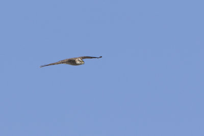 Eurasian Sparrowhawk / Sperwer