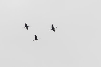 Common Crane / Kraanvogel