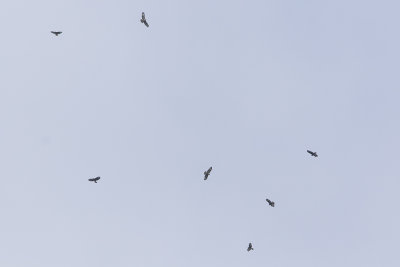 Common Buzzard / Buizerd