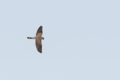 Common Kestrel / Torenvalk