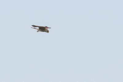 Common Kestrel / Torenvalk