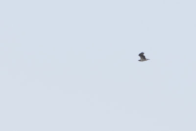 Osprey / Visarend