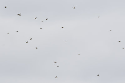Eurasian Siskin / Sijs